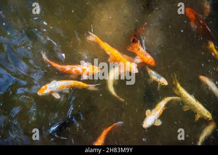 Une prise païquement sur les poissons koï nageant dans un étang avec lumière du jour reflétant sur la surface des eaux Banque D'Images