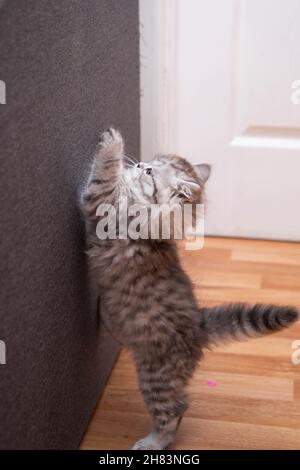 Le joli chaton persan se dresse sur ses pattes arrière à sa pleine hauteur Banque D'Images