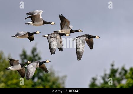 Bernache de Barnacle.Temps de migration. Banque D'Images