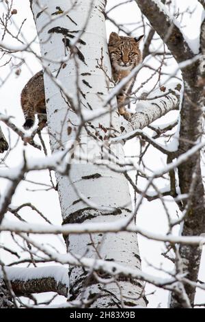 Bobcat (Felis rufus) debout dans un peuplier du Wisconsin en novembre, vertical Banque D'Images