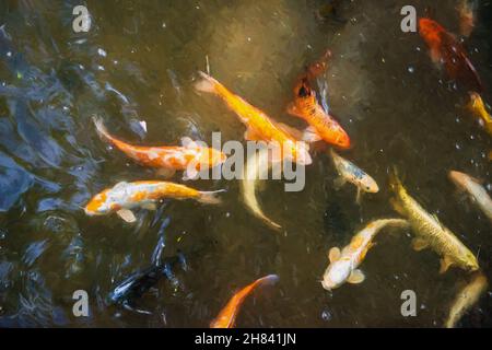 Poisson or multicolore / poisson Koi ou carpe visant dans un étang avec la lumière du soleil dorée chaude qui brillent dans le lac d'une façon zen comme relaxant Banque D'Images