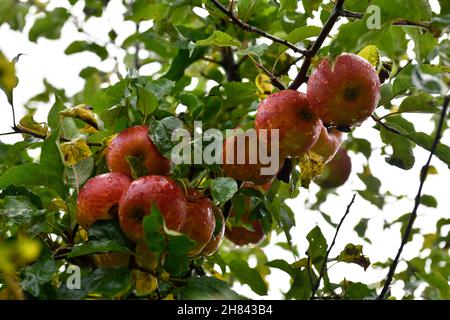 Pommier (Malus Pumila) dans le jardin Banque D'Images