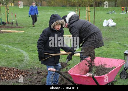 Colchester, Royaume-Uni. 27th novembre 2021. Les habitants de Colchester participent à un événement de plantation d'arbres dans le cadre du projet de la forêt et de la biodiversité de Colchester, marquant le début de la semaine nationale des arbres 2021. Crédit : Eastern Views/Alamy Live News Banque D'Images