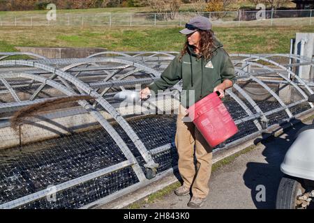 Technicien nourrissant les petits dans la voie de passage, conservation Centre, Shepherd of the Hills Fish Hatchery. Banque D'Images