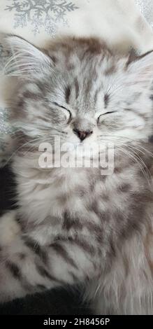 Un adorable chaton persan dort à la maison Banque D'Images