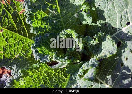 Chou blanc en pleine croissance sur une ferme biologique en Toscane (détail) Banque D'Images
