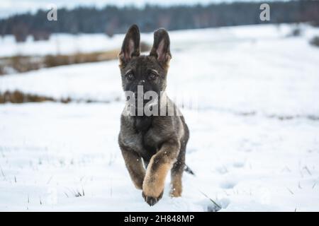 Chien de berger allemand chiot (alsacien) courant dans la neige Banque D'Images