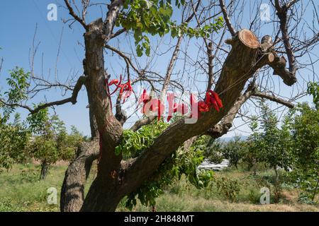 Poivrons rouges laissés à sécher par pendaison entre deux branches de l'arbre. Banque D'Images