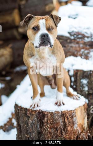 Bulldog en forme et en bonne santé dans la neige Banque D'Images