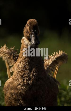 Belle femme indienne canard domestique soufflant ses ailes dans l'air Banque D'Images