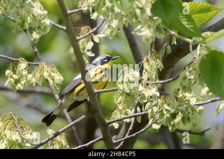 Paruline de Magnolia perçant sur une branche d'arbre en forêt Banque D'Images