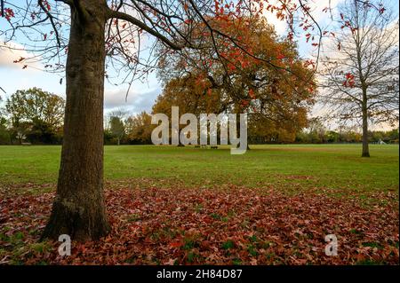 Arbres d'automne (automne) dans le terrain de loisirs de Blake à West Wickham, Kent, Royaume-Uni.Blake Recreation Ground est un parc public situé entre Eden Park et West Wickham. Banque D'Images