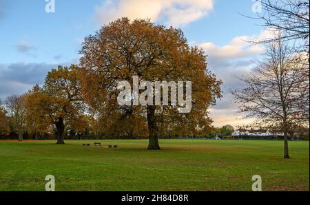 Arbres d'automne (automne) dans le terrain de loisirs de Blake à West Wickham, Kent, Royaume-Uni.Blake Recreation Ground est un parc public situé entre Eden Park et West Wickham. Banque D'Images