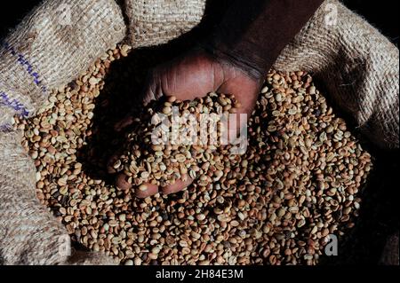 ANGOLA Calulo, producteur de café coopératif, unité de traitement du café cru / Verarbeitung von Rohkaffee nach Ernte in einer Anlage der Kaffeeproduzenten Kooperative von Calulo Banque D'Images