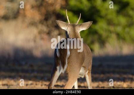 Cerf de Virginie, Odocoileus virginianus, jeune buck Banque D'Images