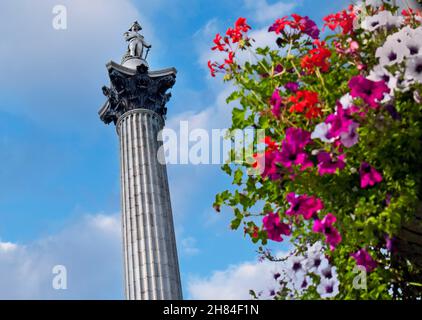 Colonne de Nelsons à Trafalgar Square avec fleurs printanières et estivales en premier plan, ciel bleu derrière Londres Banque D'Images