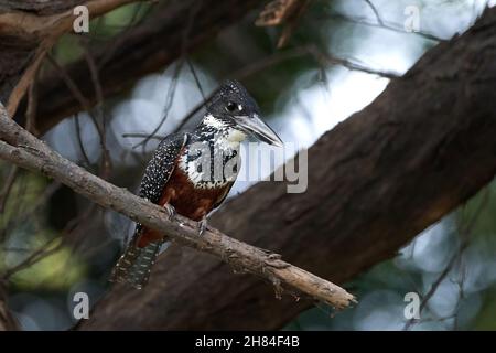 Le kingfisher géant (Megaceryle maxima) dans son habitat naturel Banque D'Images