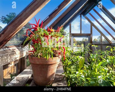 Pot en terre cuite d'Aube au Chili dans une serre traditionnelle en bois une variété chaude de Chilis qui donne des masses de fruits pointés d'environ 6cm de long.Les fruits sont également de couleur spectaculaire, Dawn passant du jaune clair à l'orange, puis au rouge lorsqu'ils mûrissent. Banque D'Images
