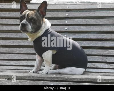 Chiot bouledogue français Banque D'Images