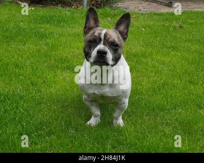 Chibull est debout dans l'herbe et regarde directement dans la caméra.Traversez entre le chien de taureau français et le chihuahua Banque D'Images