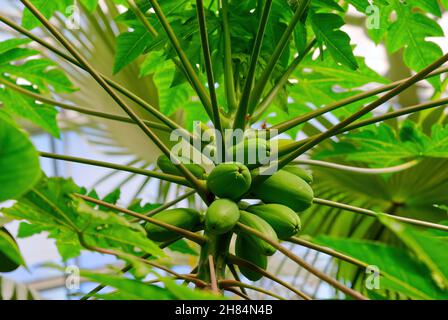 Papaye fruits de l'arbre papaye dans le jardin botanique en Estonie.Papaye verte fraîche sur arbre avec fruits. Banque D'Images