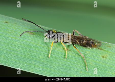 Ecorce de tige mouche à safler Cephus pygmaeus (Cephidae) sur la feuille de blé verte.C'est un ravageur important des céréales. Banque D'Images