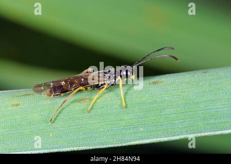 Ecorce de tige mouche à safler Cephus pygmaeus (Cephidae) sur la feuille de blé verte.C'est un ravageur important des céréales. Banque D'Images