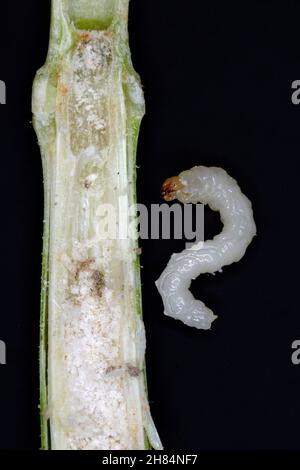 Larve de la mouche à tige Cephus pygmaeus (Cephidae).C'est un ravageur important des céréales. Banque D'Images