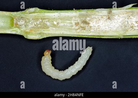 Larve de la mouche à tige Cephus pygmaeus (Cephidae).C'est un ravageur important des céréales. Banque D'Images