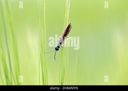 Ecorce de tige mouche à safler Cephus pygmaeus (Cephidae) sur la feuille de blé verte.C'est un ravageur important des céréales. Banque D'Images