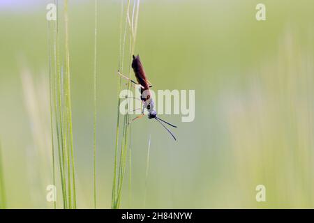 Ecorce de tige mouche à safler Cephus pygmaeus (Cephidae) sur la feuille de blé verte.C'est un ravageur important des céréales. Banque D'Images