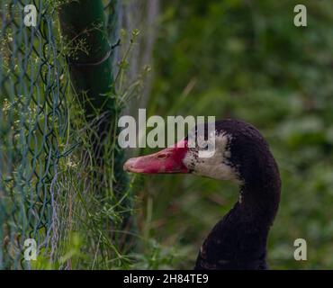 Canard de grande couleur avec bec rouge et tête noire et blanche Banque D'Images
