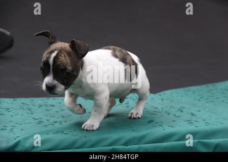 Un pup de Chibull marche soigneusement au-dessus d'une voile. Banque D'Images