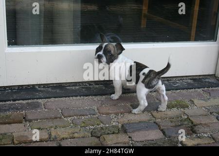 Chibull pup regarde vers l'arrière et directement dans l'appareil photo. Banque D'Images