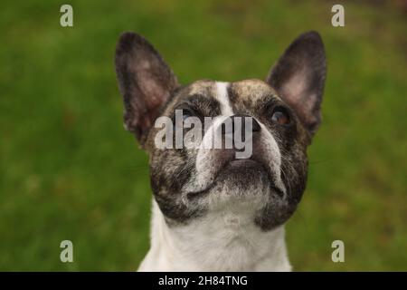 Tête d'un Chibull, croisement entre le chien de taureau français et le chihuahua. Banque D'Images