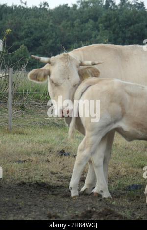 Une vache blanche et un veau se câlinent dans le pâturage, vu de l'avant et de près. Banque D'Images