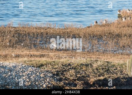 Pluvier gris (Pluvialis squatarola) dans un habitat typique Banque D'Images