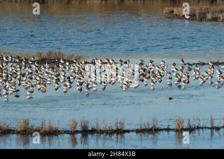 Le troupeau de wader mélangé est principalement de Dunlin (Calidris alpina) avec un seul Pluvialis squatarola (Pluvialis squatarola) au milieu Banque D'Images