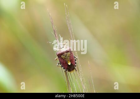 Dolycoris baccarum, la coccinelle, est une espèce de punaise de la famille des Pentatomidae sur l'orge Banque D'Images