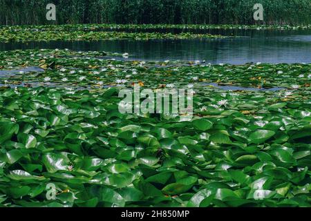 Magnifique paysage d'été – étang – surface d'eau couverte de lotus blanc et de fleurs de nénuphars jaunes et de feuilles vertes Banque D'Images