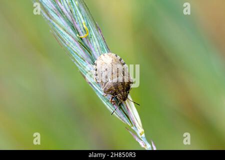 Eurygaster maura est une espèce de véritables insectes ou de punaises protégées appartenant à la famille des Scutelleridae.C'est un ravageur commun des céréales. Banque D'Images