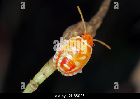 La jeune larve d'Eurygaster maura est une espèce de véritables insectes ou de punaises protégées appartenant à la famille des Scutelleridae.C'est un ravageur commun des céréales. Banque D'Images