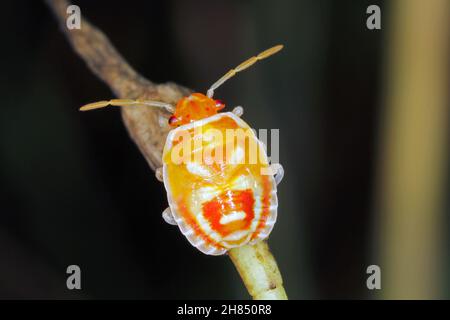 La jeune larve d'Eurygaster maura est une espèce de véritables insectes ou de punaises protégées appartenant à la famille des Scutelleridae.C'est un ravageur commun des céréales. Banque D'Images