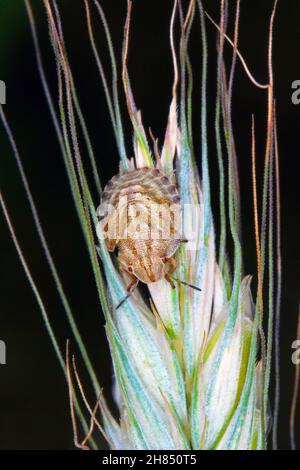 La larve d'Eurygaster maura est une espèce de véritables insectes ou de punaises protégées appartenant à la famille des Scutelleridae.C'est un ravageur commun des céréales. Banque D'Images