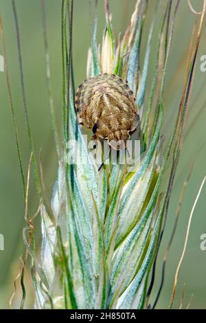 La larve d'Eurygaster maura est une espèce de véritables insectes ou de punaises protégées appartenant à la famille des Scutelleridae.C'est un ravageur commun des céréales. Banque D'Images