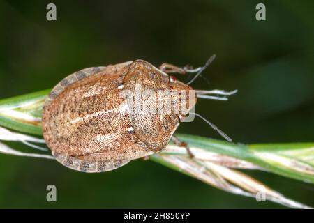 Eurygaster maura est une espèce de véritables insectes ou de punaises protégées appartenant à la famille des Scutelleridae.C'est un ravageur commun des céréales. Banque D'Images