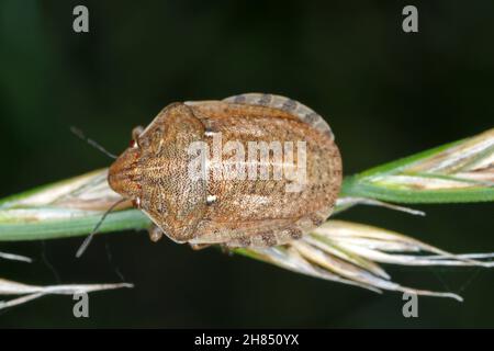 Eurygaster maura est une espèce de véritables insectes ou de punaises protégées appartenant à la famille des Scutelleridae.C'est un ravageur commun des céréales. Banque D'Images