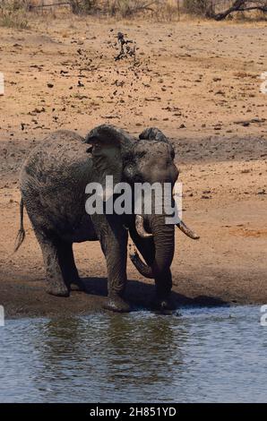 Afrikanischer Elefant, éléphant de brousse africain, Loxodonta africana, Kruger-Nationalpark, Südafrika,Parc national Kruger, République d'Afrique du Sud Banque D'Images