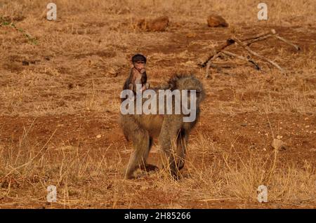 Bärenpavian, Tschakma, Cap babouin, Papio ursinus, Kruger-Nationalpark,Südafrika, Parc national Kruger, République d'Afrique du Sud Banque D'Images