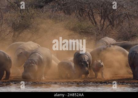 Flusspferd, hippopotame, hippopotame commun, hippopotame amphibius, Kruger-Nationalpark,Südafrika, Parc national Kruger, République d'Afrique du Sud Banque D'Images